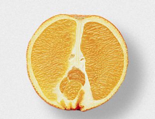 图为脐橙