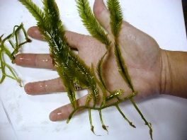 Types Of Seaweed